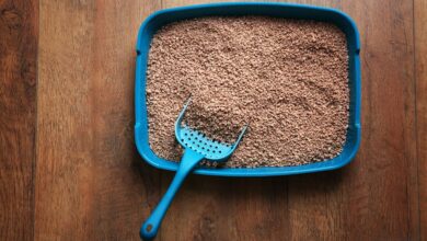 Top 10 Melhores Areia para Gatos