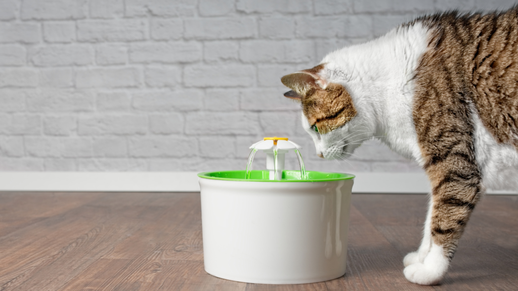 Top 10 Melhores Bebedouro Automático Para Gato para comprar em 2024 1 Top 10 Melhores Bebedouro Automatico Para Gato para comprar em 2024