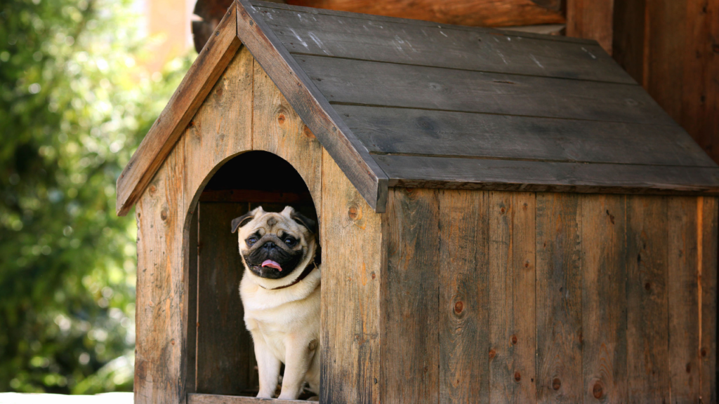 Top 10 Melhores Casa Para Cachorro para comprar em 2024 1 Top 10 Melhores Casa Para Cachorro para comprar em 2024