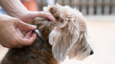 Top 10 Melhores Coleira Antipulgas para comprar em 2024