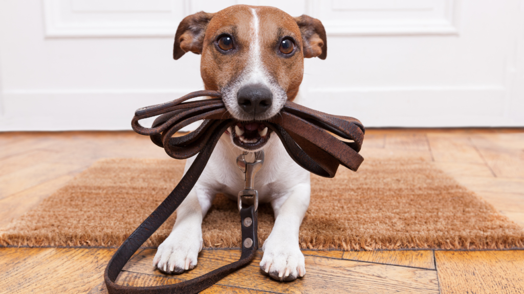Top 10 Melhores Coleira de Cachorro para comprar em 2024 1 Top 10 Melhores Coleira de Cachorro para comprar em 2024