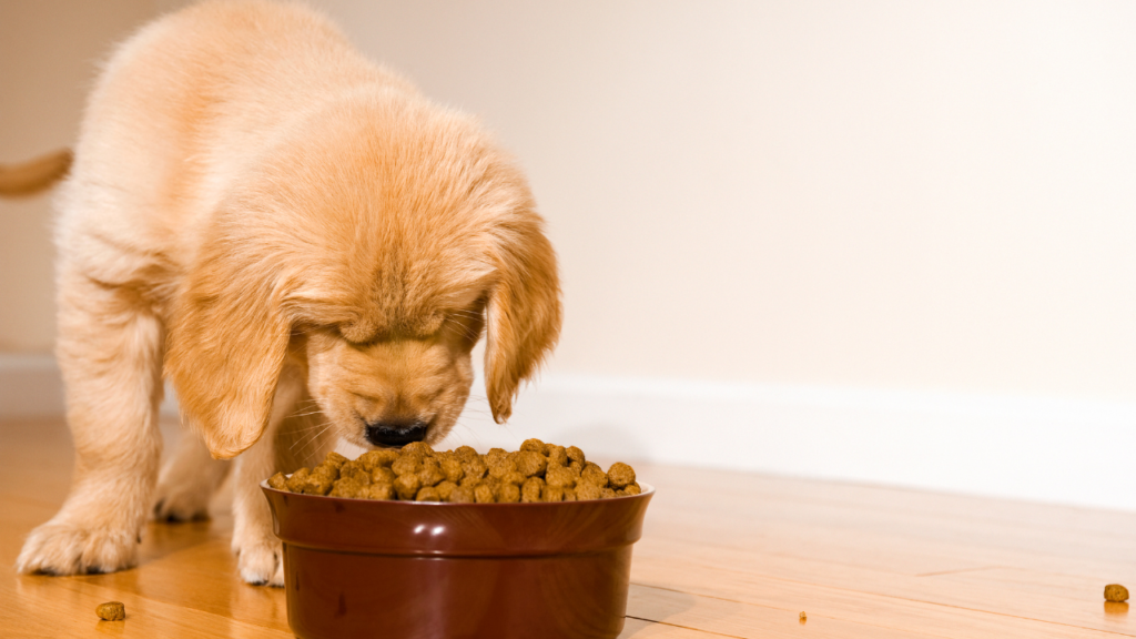 Top 10 Melhores Ração Para Cachorro Filhote para comprar em 2024 1 Top 10 Melhores Racao Para Cachorro Filhote para comprar em 2024