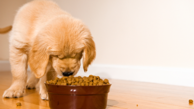 Top 10 Melhores Ração Para Cachorro Filhote para comprar em 2025 44 Top 10 Melhores Racao Para Cachorro Filhote para comprar em 2024
