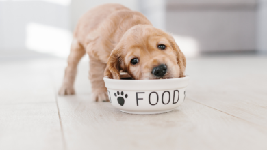 Top 10 Melhores Ração Para Cachorro para comprar em 2025 46 Top 10 Melhores Racao Para Cachorro para comprar em 2024