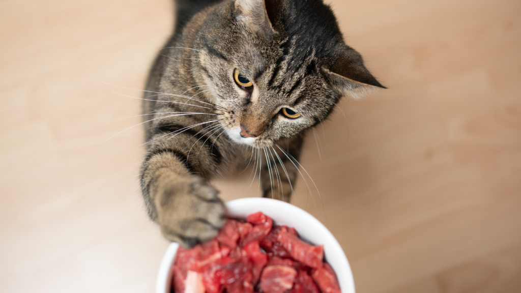 Top 10 Melhores Ração para Gato para comprar em 2024 1 Top 10 Melhores Racao para Gato para comprar em 2024