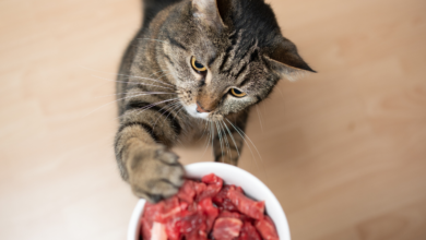 Top 10 Melhores Ração para Gato para comprar em 2025 45 Top 10 Melhores Racao para Gato para comprar em 2024