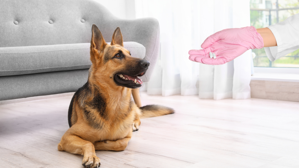 Top 10 Melhores Vermífugo Para Cão para comprar em 2024 1 Top 10 Melhores Vermifugo Para Cao para comprar em 2024